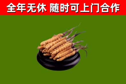 开福回收散虫草